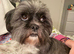 Lhasa Apso puppies for sale