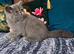 Exotic Shorthair Kittens For Sale