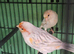 Pair red opal satinette