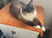 Large ragdoll