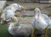 5 six week old Lavender Muscovy ducklings