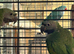 Baby derbyan parakeets