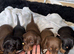 Two mini dachshund left