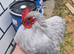 Lilac pekin bantam cockerel in Bradford