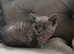 Stunning British short haired female kitten