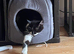 Cats for rehoming