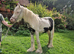 Cob gelding