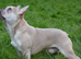 KC REG FRENCH BULLDOGS