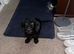Milo dash hound cross toy poodle