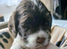 4 x Springer spaniel liver & white male puppies