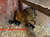 Mum with chicks for sales