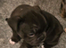 Adorable french bulldog puppy's