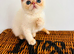 Stunning exotic kittens high quality