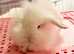 Double Maned Lionheads READY NOW