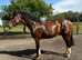 Brynn &ndash; 16hh Irish Draught x Sports Horse Gelding &ndash; 8 Years Old