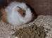baby boy guinea pigs