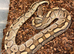 10x royal pythons different morphs