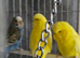 Yellow double factor spangles