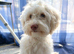 Female cockapoo