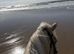 14.3/15H, 4Yo, Palomino, Ride & Drive, Irish Cob, Gelding