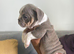 ENGLISH BULLDOG PUPPIES!
