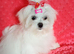 Maltese adorable girl