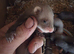 Micro ferret kits