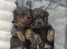Blue and tan miniature dachshund