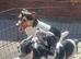 Stunning litter of jackrussel puppies