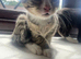 2 Male Kittens For Sale