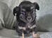 Long Haired KC Reg Chihuahua puppies