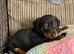 Pure-bred Mini Dachshund Puppies – Ready For Their Forever Homes!