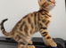 Stunning Bengal Kittens Available.