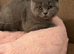 The grey British short hair