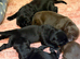 KC Flat coated Retriever Liver and black puppies