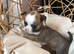 Chihuahua puppies
