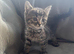 Part Maine Coon kittens