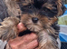 Ready this week 2 beautiful boys yorkies