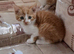 Kittens for sale