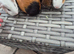 Baby Female Guinea Pigs Funky & Smooth Coats