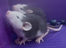 Grey & White and Brown Dumbo Rats smooth and rex