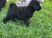 Stunning toy poodles