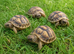 Horsefield Tortoises