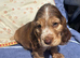 Show Cocker Spaniels looking for Homes