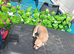 Not kc  CHIHUAHUA house trained
