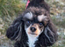 Ready Now Toy Poodle Puppies