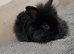 Pure bred double maned lionhead babies