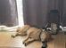 Shiba Inu needs new home