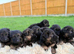 Gorgeous KC long haired german shepherd puppies