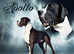 Stunning boy great dane stud only